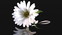 Daisy chamomile flower with petals