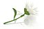 Fleur de camomille marguerite avec pétales