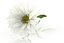 Fleur de camomille marguerite avec pétales
