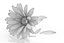 Fleur de camomille marguerite avec pétales