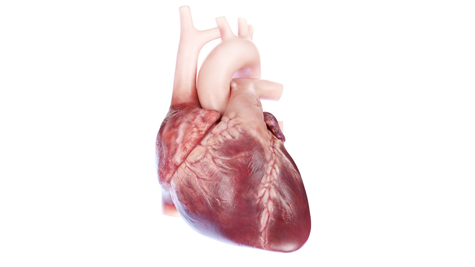 3D Human Heart Static model https://p.turbosquid.com/ts-thumb/Pb/GqMQHe/01/human_heart2f0000/jpg/1665690991/1920x1080/fit_q87/ecb1c4f717dae7618dcefe344b5389f41f90992d/human_heart2f0000.jpg