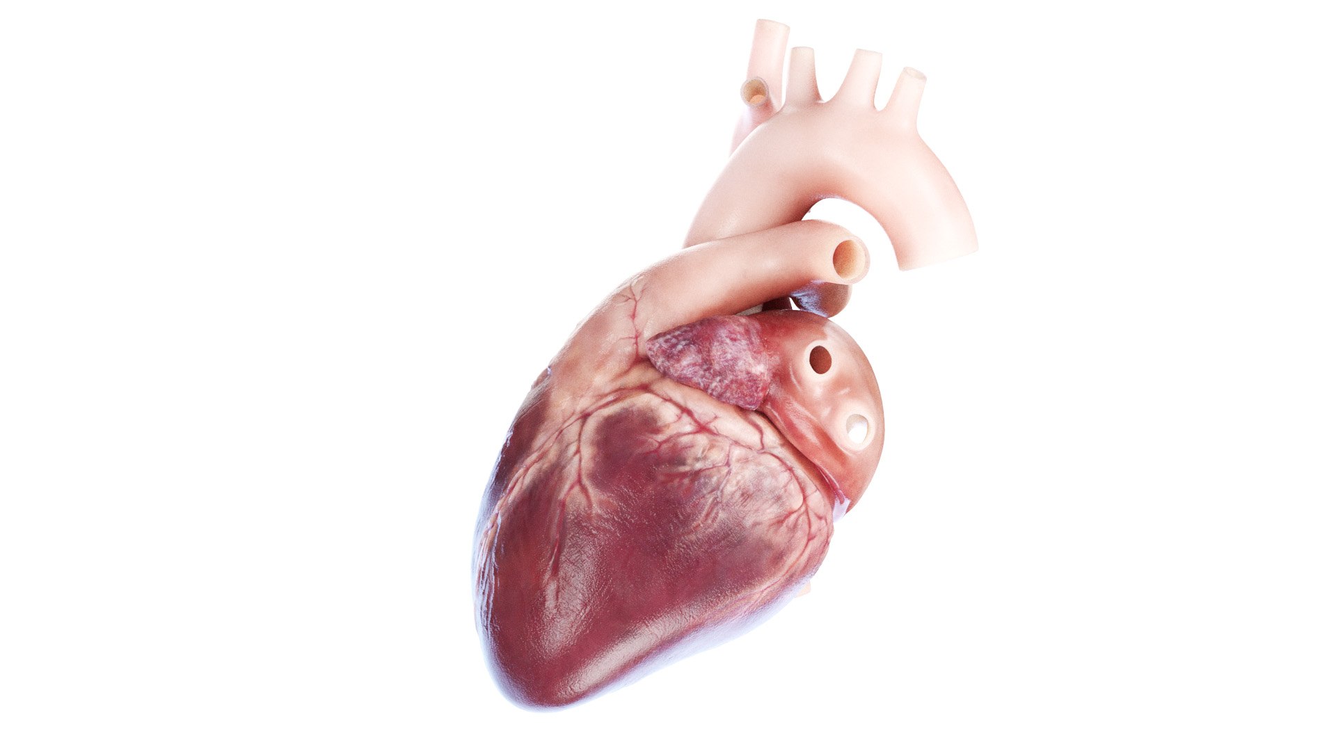 3D Human Heart Static model https://p.turbosquid.com/ts-thumb/Pb/GqMQHe/1r/human_heart2f0001/jpg/1665690992/1920x1080/fit_q87/b7232fef9861384daa8d54719e6a724da83d8e77/human_heart2f0001.jpg
