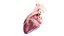Human Heart Static