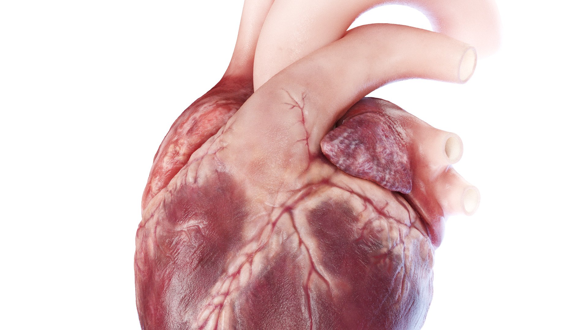 3D Human Heart Static model https://p.turbosquid.com/ts-thumb/Pb/GqMQHe/5k/human_heart2f0005/jpg/1665690993/1920x1080/fit_q87/c3a74972a674b2b8e25b337bf76ca88fdd25633d/human_heart2f0005.jpg