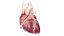 Human Heart Static
