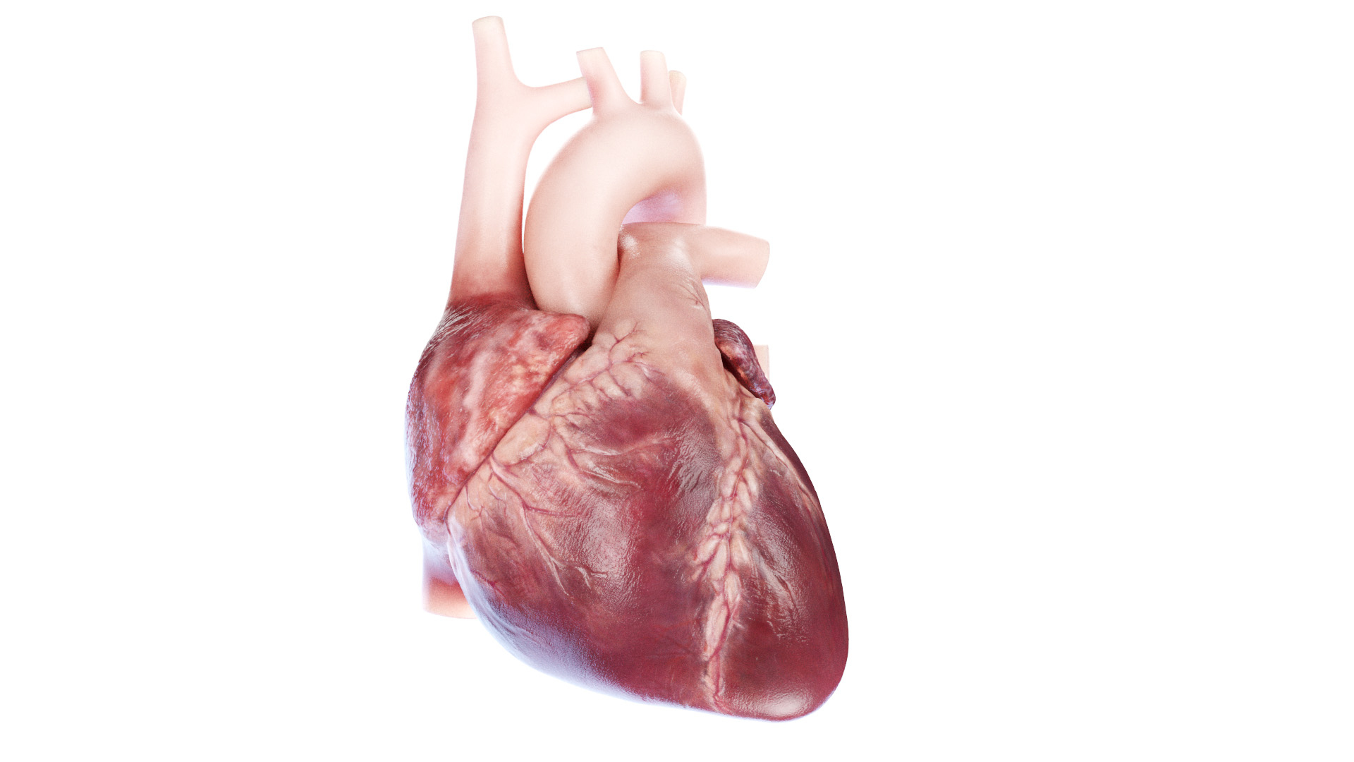 3D Human Heart Static model https://p.turbosquid.com/ts-thumb/Pb/GqMQHe/9p/human_heart_tt_novessels/jpg/1667416568/1920x1080/turn_fit_q99/0f2326826ac66143af7f4f5b6411e2aac05561b2/human_heart_tt_novessels-1.jpg
