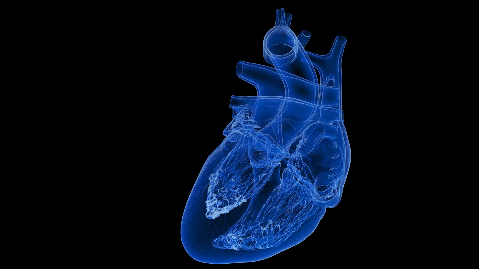 3D Human Heart Static model https://p.turbosquid.com/ts-thumb/Pb/GqMQHe/Ab/human_heart2f_xray0002/jpg/1665690990/1920x1080/fit_q87/215e0711b3071056e3275a2fdb20832d5f54e9e4/human_heart2f_xray0002.jpg