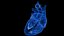 Human Heart Static