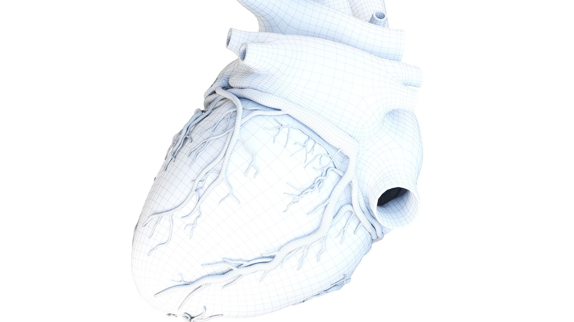 3D Human Heart Static model https://p.turbosquid.com/ts-thumb/Pb/GqMQHe/GP/human_heart_wire0006/jpg/1665690987/1920x1080/fit_q87/77117b1fe825922da09c23004879d70e31376eec/human_heart_wire0006.jpg