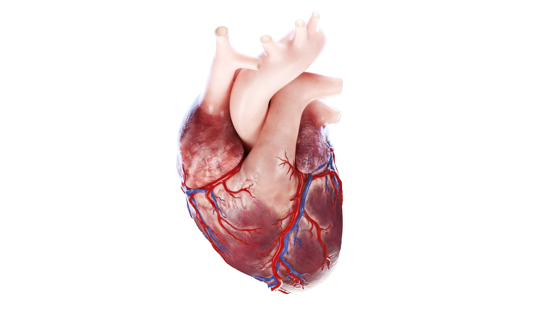 3D Human Heart Static model https://p.turbosquid.com/ts-thumb/Pb/GqMQHe/Gw/human_heart_tt_cut3f/jpg/1667417187/1920x1080/turn_fit_q99/f2d0e25cbcc89f06bc211379a44ee1360fb9bc2c/human_heart_tt_cut3f-1.jpg