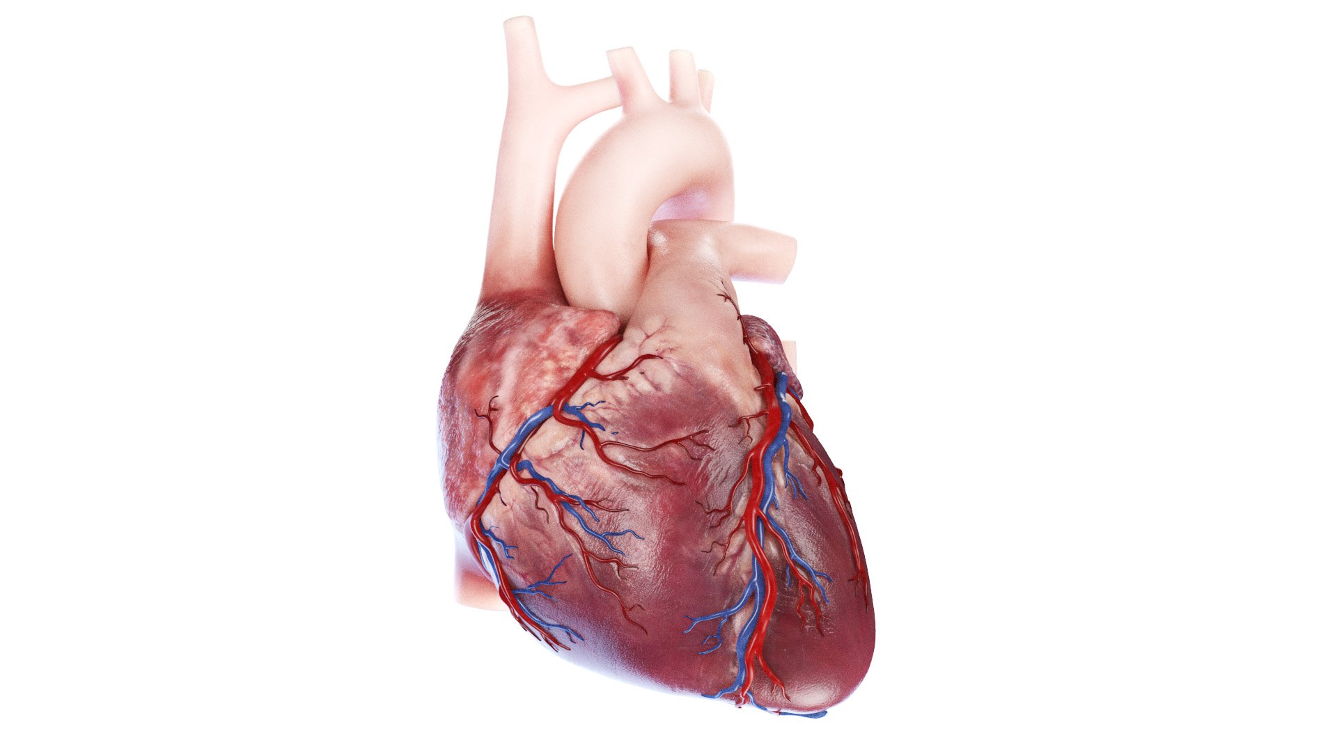 3D Human Heart Static model https://p.turbosquid.com/ts-thumb/Pb/GqMQHe/Hl/human_heart0000/jpg/1665690988/1920x1080/fit_q87/518e51db572df43a17715db40f3aa73100ac077e/human_heart0000.jpg