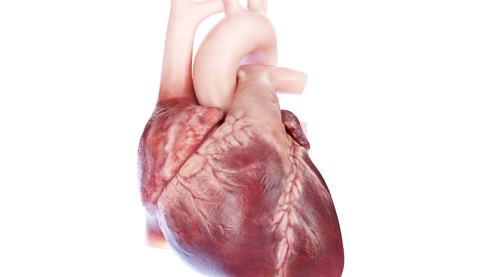 3D Human Heart Static model https://p.turbosquid.com/ts-thumb/Pb/GqMQHe/Kl/human_heart2f0004/jpg/1665690993/1920x1080/fit_q87/dbcf9287a1f6f2baf4f82db007e1f5df1519d7f5/human_heart2f0004.jpg