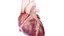 Human Heart Static