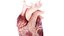 Human Heart Static
