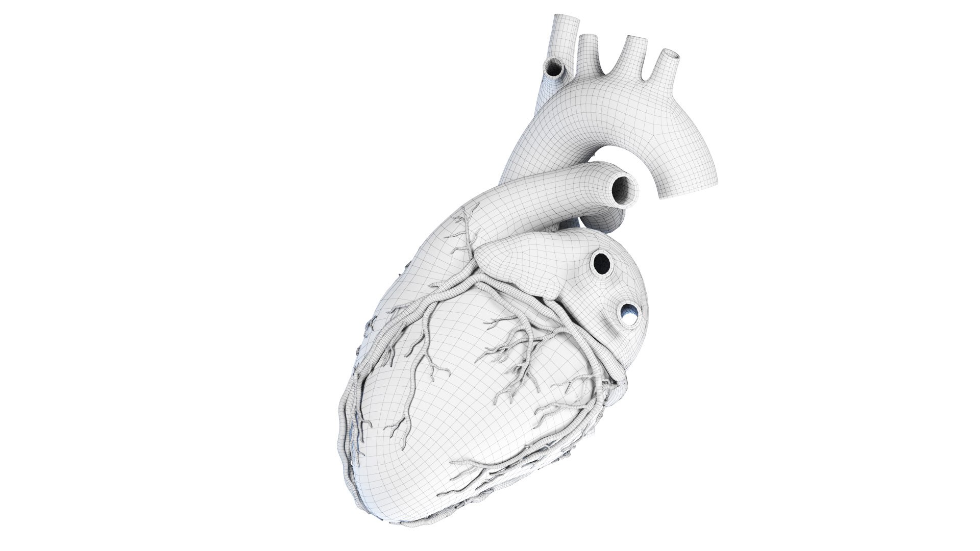 3D Human Heart Static model https://p.turbosquid.com/ts-thumb/Pb/GqMQHe/TZ/human_heart_wire0001/jpg/1665690984/1920x1080/fit_q87/9e315f72cf64c28c3e864141c56fde840f16a03c/human_heart_wire0001.jpg