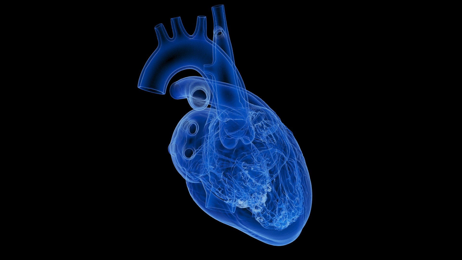 3D Human Heart Static model https://p.turbosquid.com/ts-thumb/Pb/GqMQHe/Vr/human_heart2f_xray0003/jpg/1665690991/1920x1080/fit_q87/b90e9f314e823eaf5d42cf94c1274ad7fdf335f2/human_heart2f_xray0003.jpg