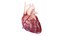 Human Heart Static