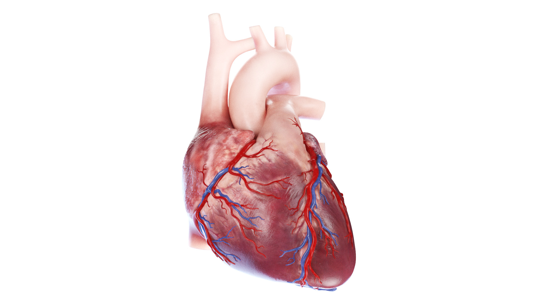 3D Human Heart Static model https://p.turbosquid.com/ts-thumb/Pb/GqMQHe/Ws/human_heart_tt/jpg/1667416520/1920x1080/turn_fit_q99/9e405cbc3debc44b77d174884e9220121c5755e5/human_heart_tt-1.jpg