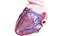 Human Heart Static