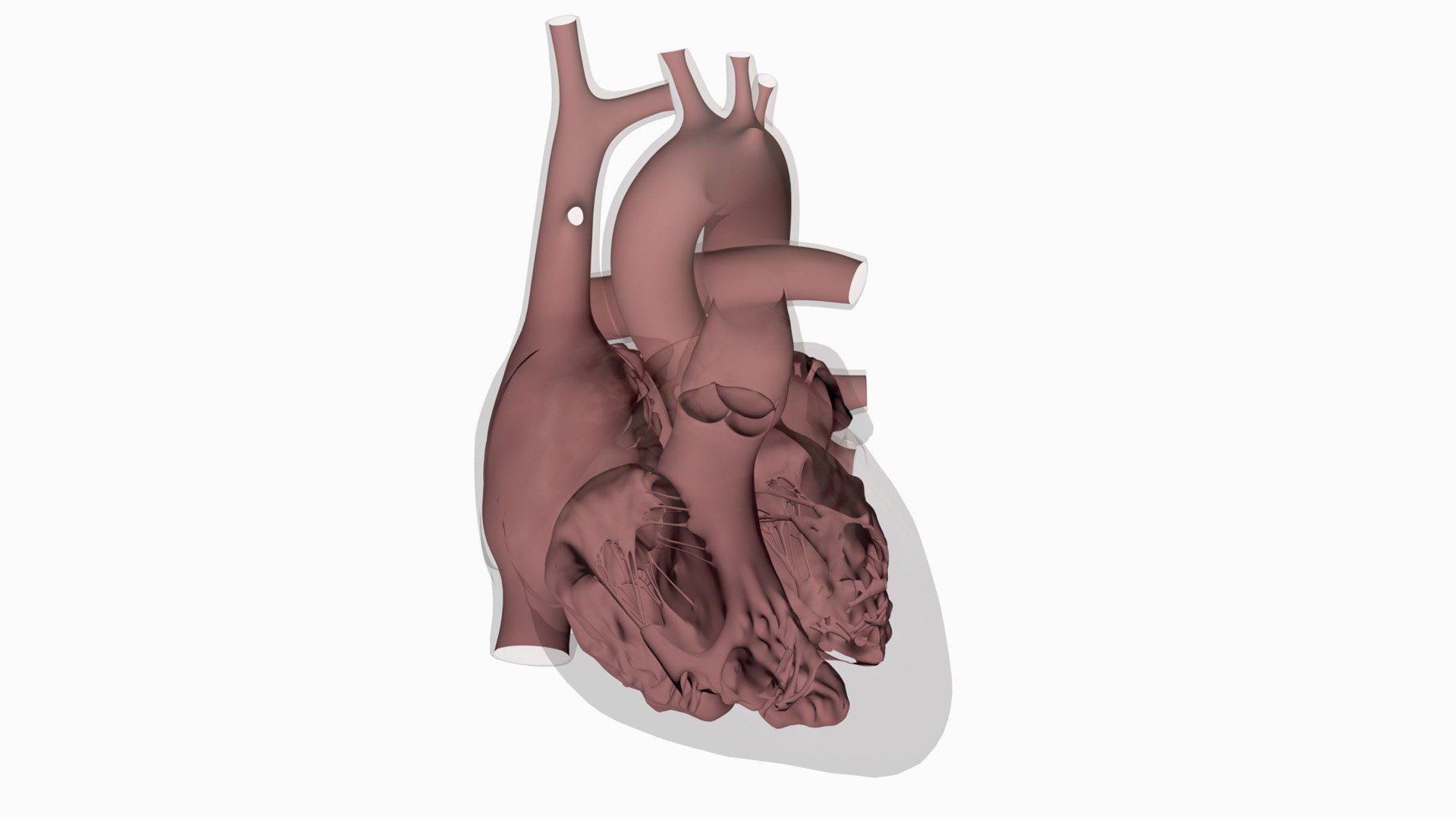 3D Human Heart Static model https://p.turbosquid.com/ts-thumb/Pb/GqMQHe/hJ/heart_inside/jpg/1665690997/1920x1080/fit_q87/385647c48264ccb64cb4740850573c4946653a1f/heart_inside.jpg