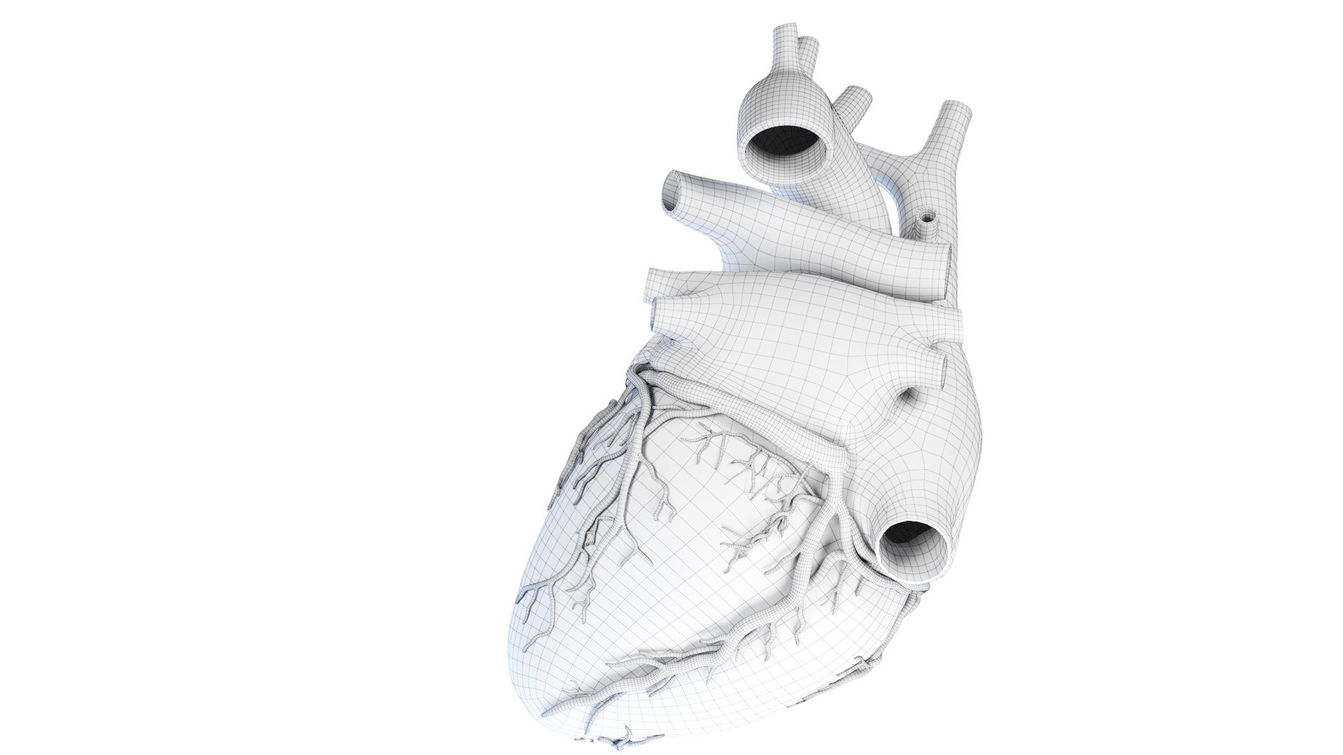 3D Human Heart Static model https://p.turbosquid.com/ts-thumb/Pb/GqMQHe/hn/human_heart_wire0002/jpg/1665690985/1920x1080/fit_q87/d3af4ff6dbca900c8c848b60872a766303e53463/human_heart_wire0002.jpg