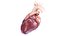 Human Heart Static