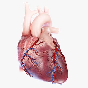 3D Human Heart Static model