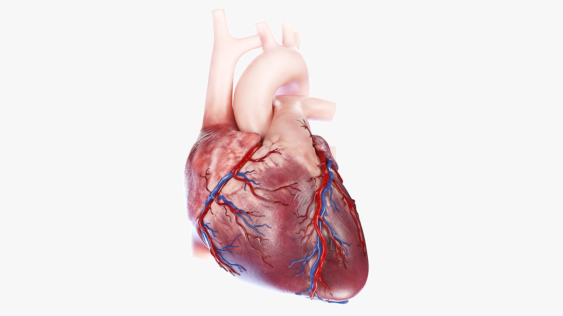 3D Human Heart Static model https://p.turbosquid.com/ts-thumb/Pb/GqMQHe/s1/human_heart_sig_cinema/jpg/1665690962/1920x1080/fit_q87/1b5f72081a9a73fe9afbd167a69f8f872de31b22/human_heart_sig_cinema.jpg