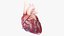 Human Heart Static
