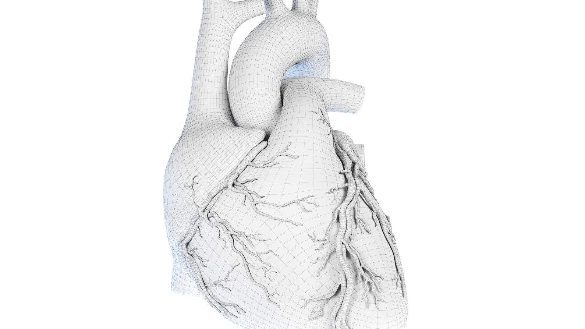 3D Human Heart Static model https://p.turbosquid.com/ts-thumb/Pb/GqMQHe/vU/human_heart_wire0004/jpg/1665690986/1920x1080/fit_q87/ded2f908a5d10908f65eee9bcfe4dd0a0608377e/human_heart_wire0004.jpg