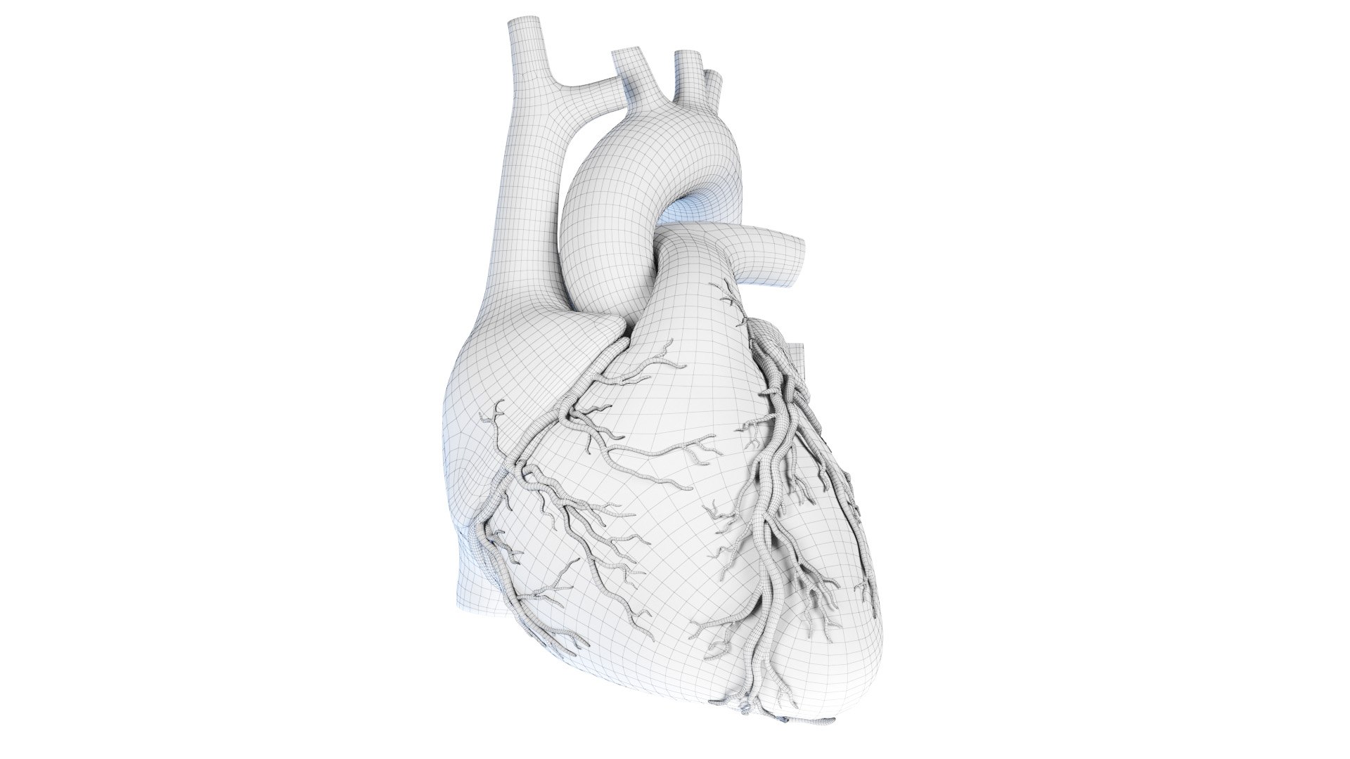 3D Human Heart Static model https://p.turbosquid.com/ts-thumb/Pb/GqMQHe/wY/human_heart_wire0000/jpg/1665690984/1920x1080/fit_q87/0438b53e1ff5d098e628bece87107a71578b8fbf/human_heart_wire0000.jpg