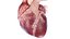 Human Heart Static