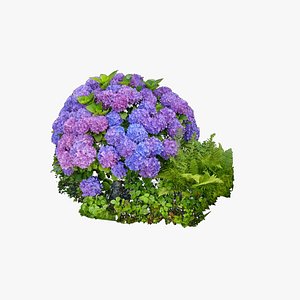 Hortensia Hydrangea model