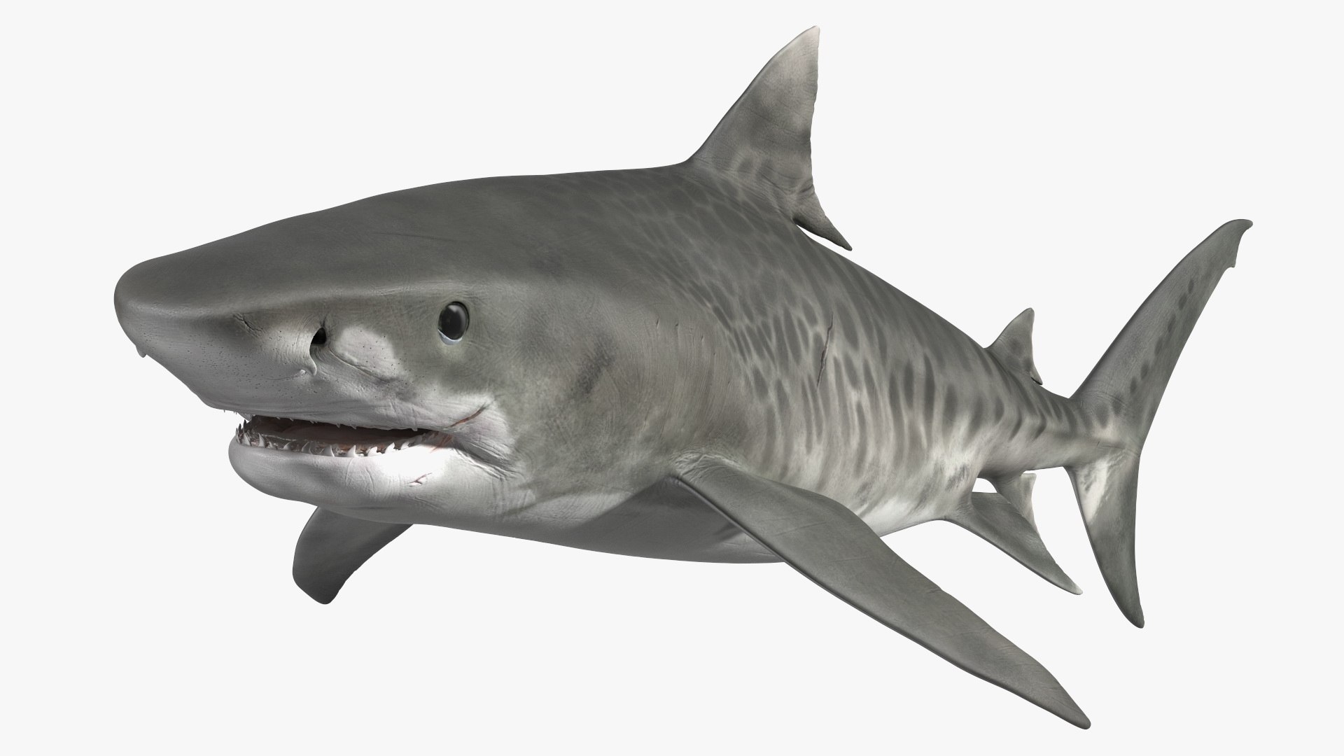 Tiger Shark 3D - TurboSquid 2144473