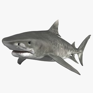 Tiger Shark 3D