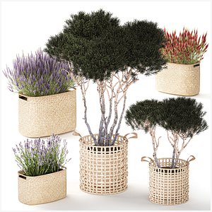 Topiary bushes trees pine lavender Calluna baskets set decor 3D model