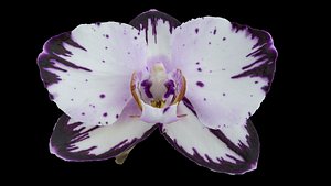 3D Phalaenopsis Orchid Photogrammetry