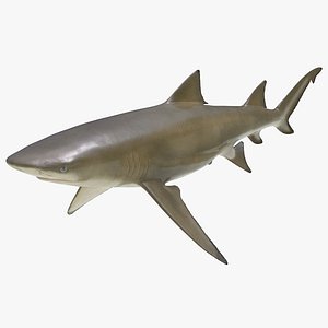 3d sicklefin lemon shark model