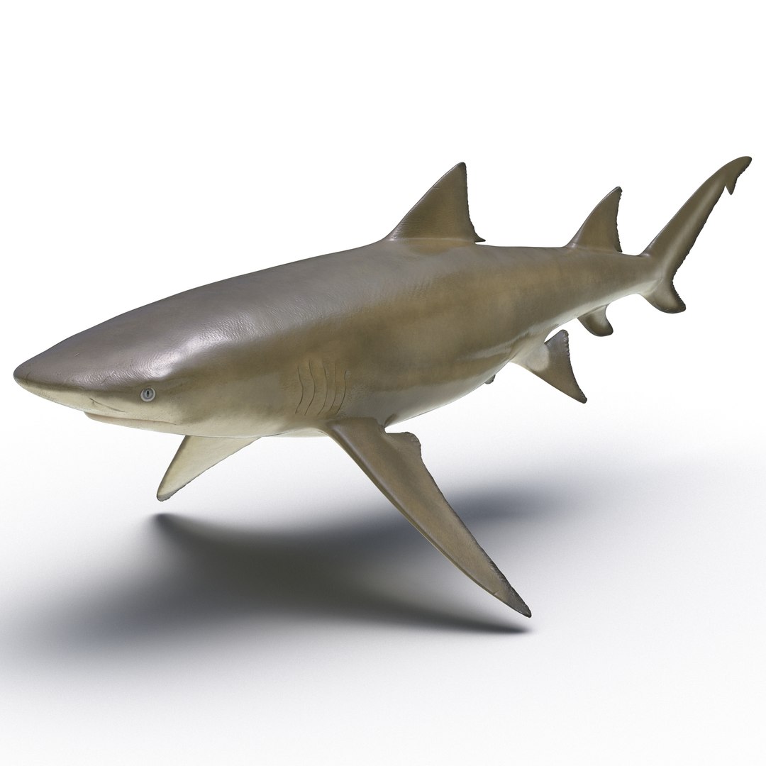 Sicklefin Lemon Shark 3D model preview
