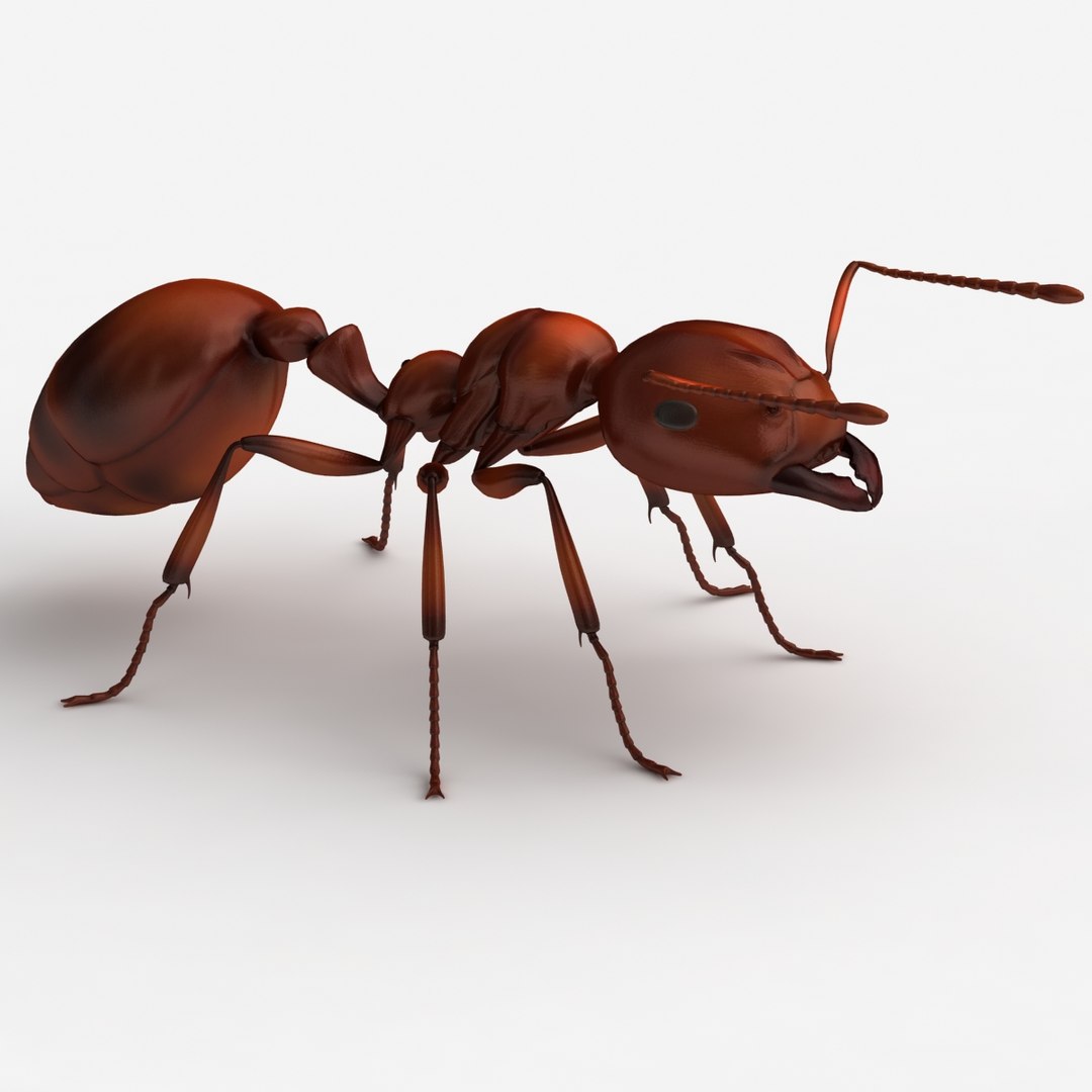 3d Model Dugm05 Ant