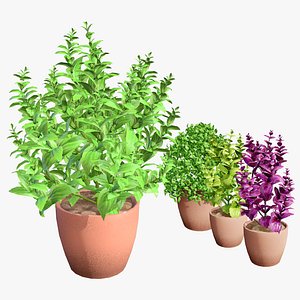3D Basil Variety 3D Pack with Free Tutorial model