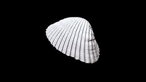 Seashell001 3D model