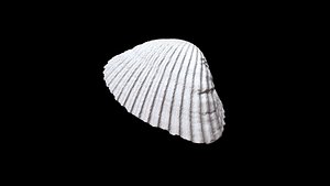 Seashell 001 3D CT scan model