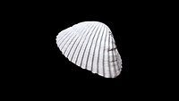 Seashell 001 3D CT scan model
