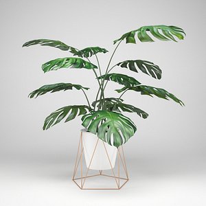 plant flora nature 3D model