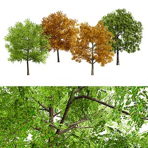 Plane Tree glTF Models for Download | TurboSquid