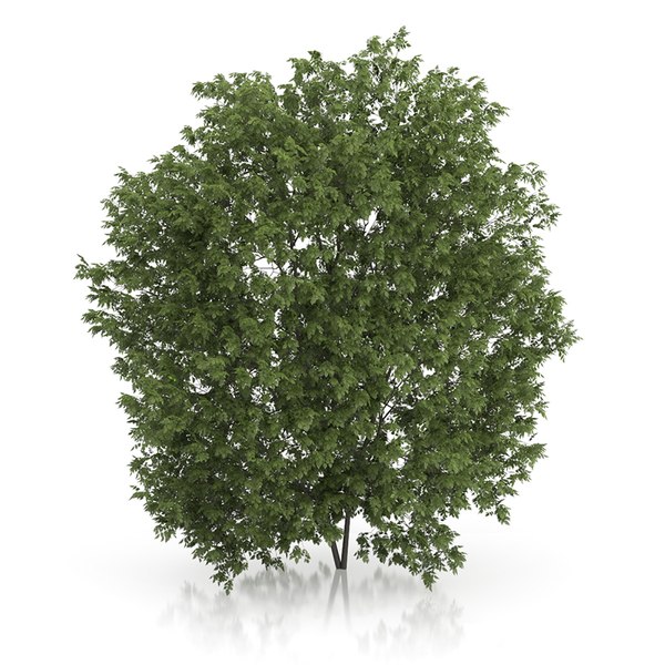 Hackberry 3D Models for Download | TurboSquid