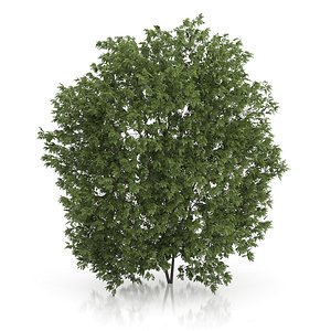 Hackberry Tree (Prunus padus) 4.3m