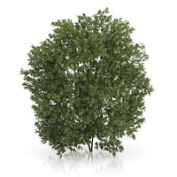 Hackberry Tree (Prunus padus) 4.3m