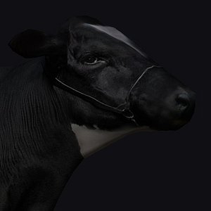 cow 3ds